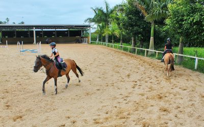 Vendo haras em florianopolis